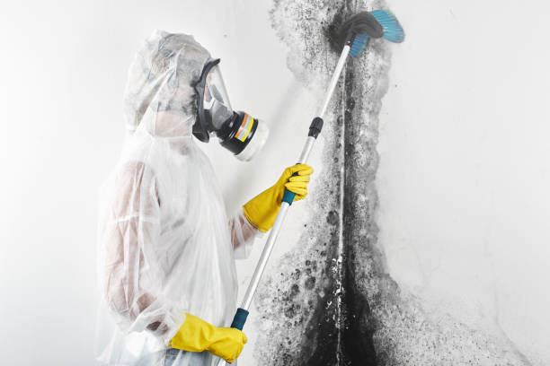 Best Mold-Related Health Consultation  in Havre De Grace, MD